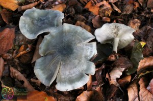 clitocybe odora